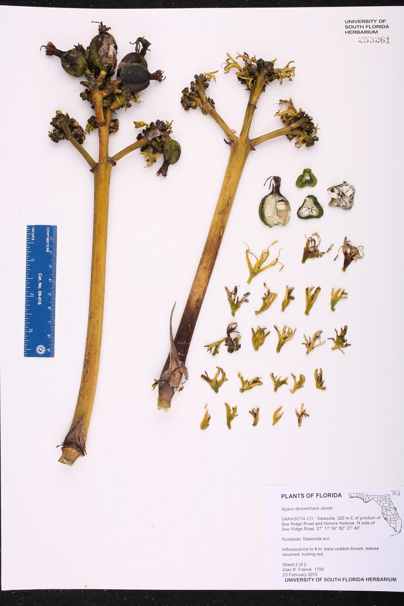 Agave demeesteriana photo 5
