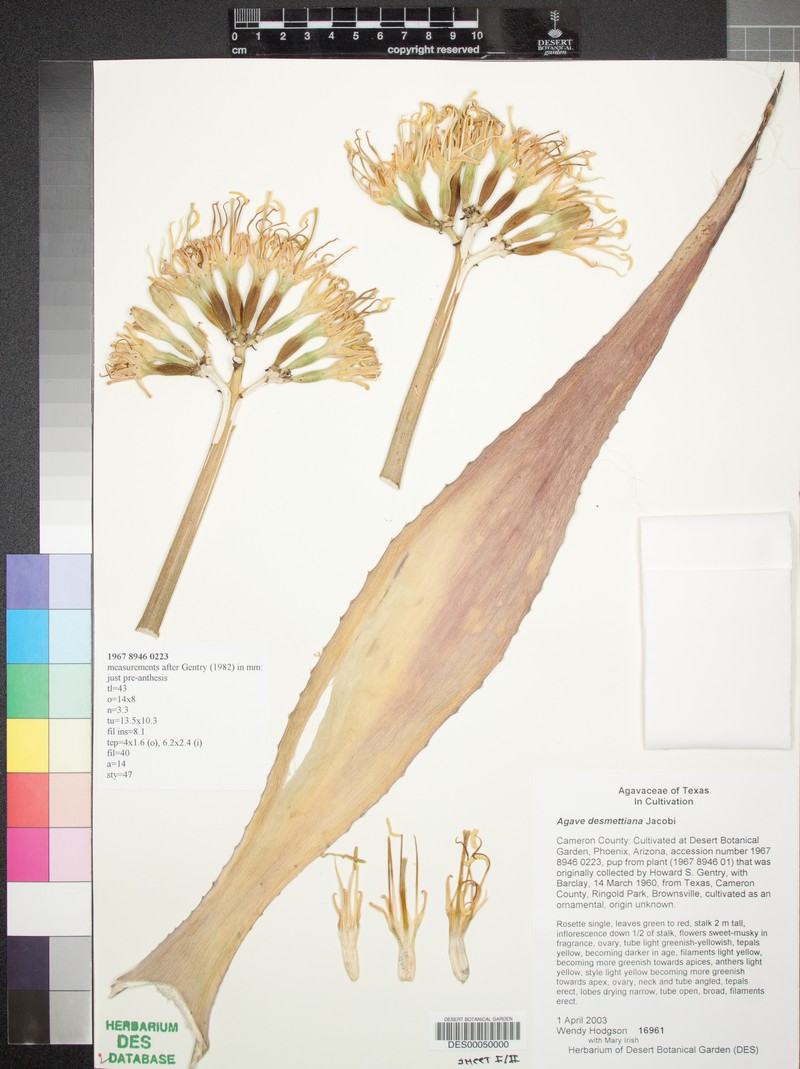 Agave demeesteriana photo 6