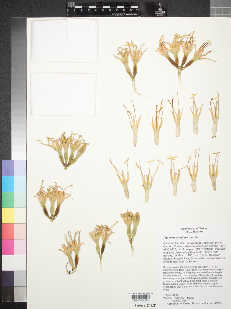 Agave demeesteriana photo 7