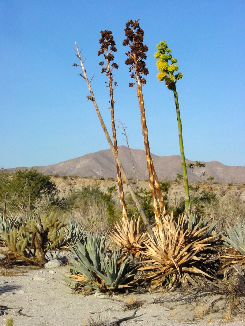 Desert Agave
