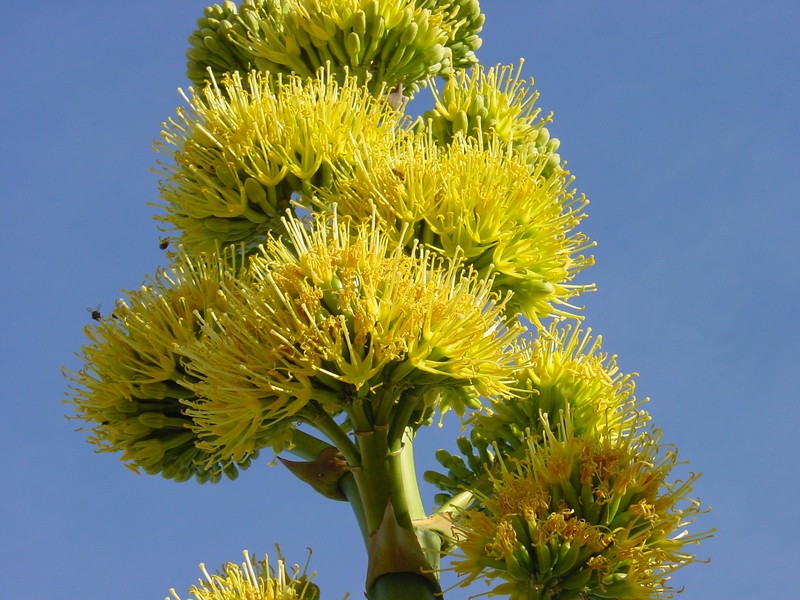 Desert Agave photo 2
