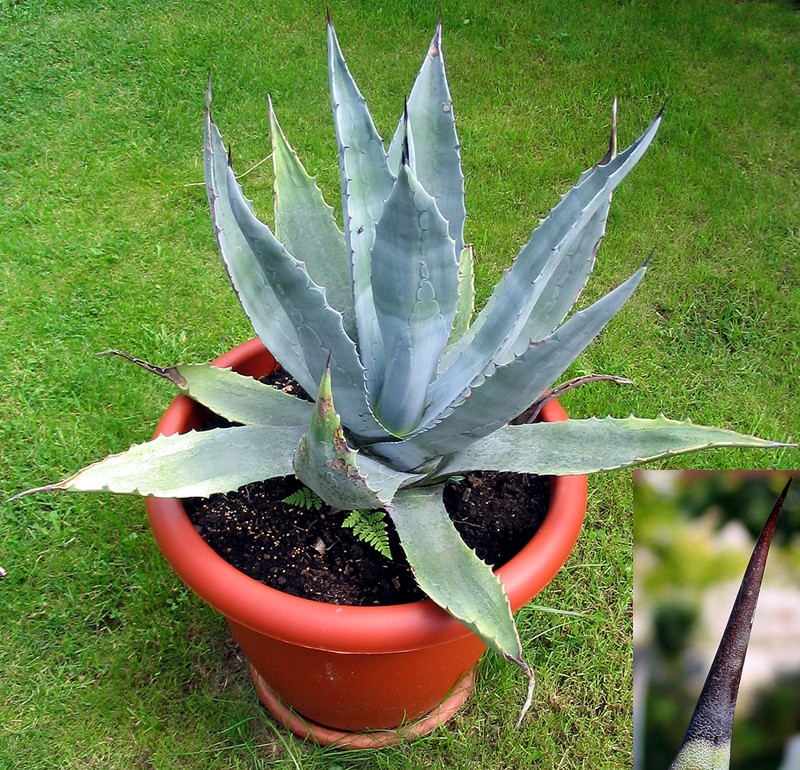 Desert Agave photo 3