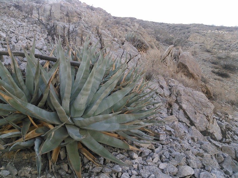Desert Agave photo 4