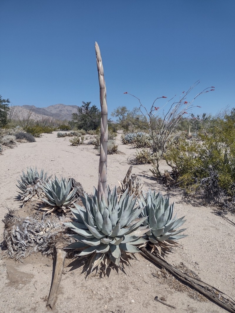 Desert Agave photo 5