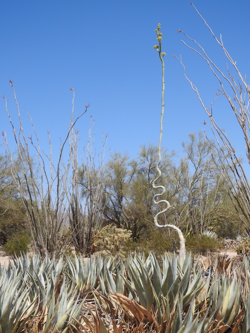 Desert Agave photo 6