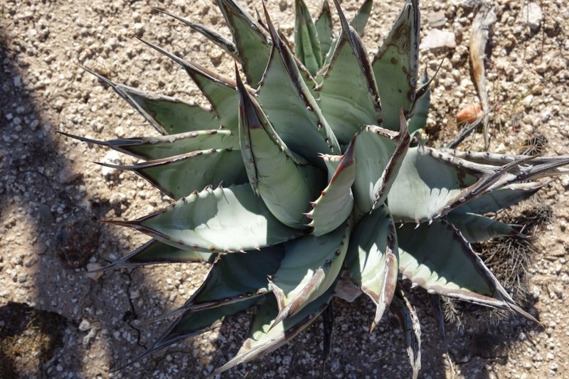 Desert Agave photo 7