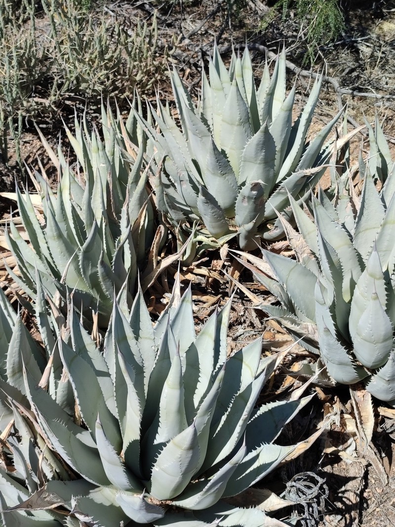 Desert Agave photo 8