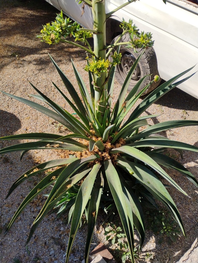 Dwarf Century Plant