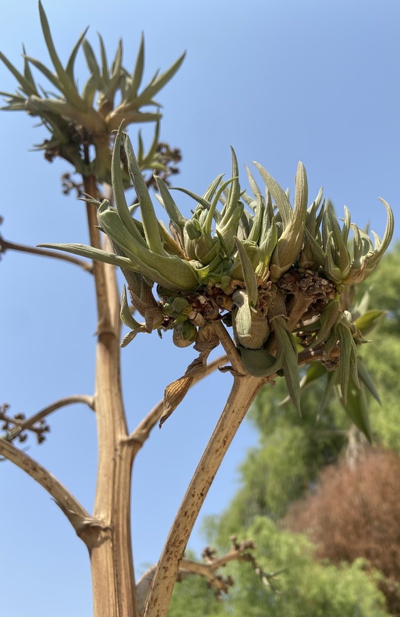 Dwarf Century Plant photo 2