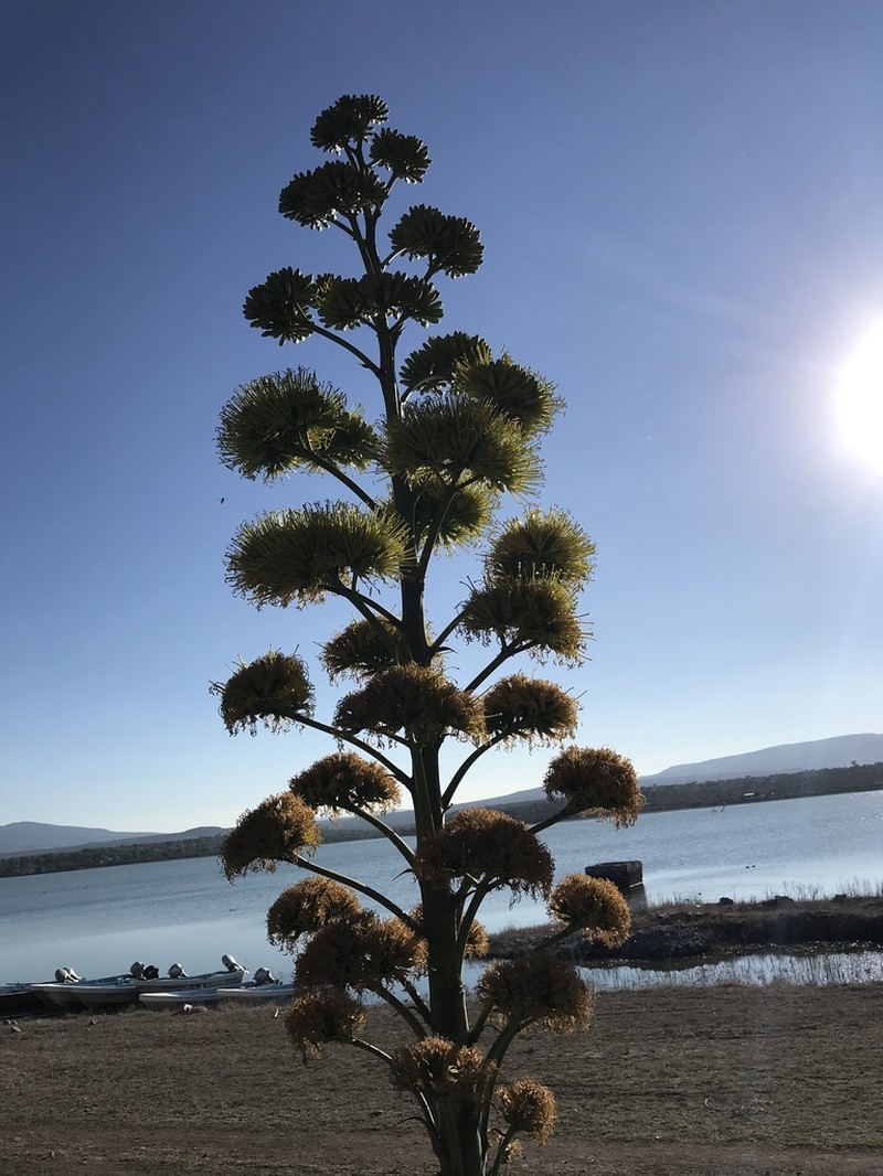 Dwarf Century Plant photo 3