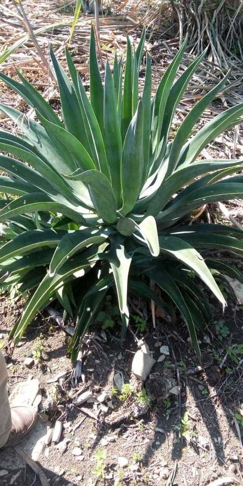Dwarf Century Plant photo 5