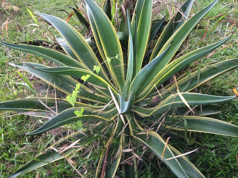 Dwarf Century Plant photo 6