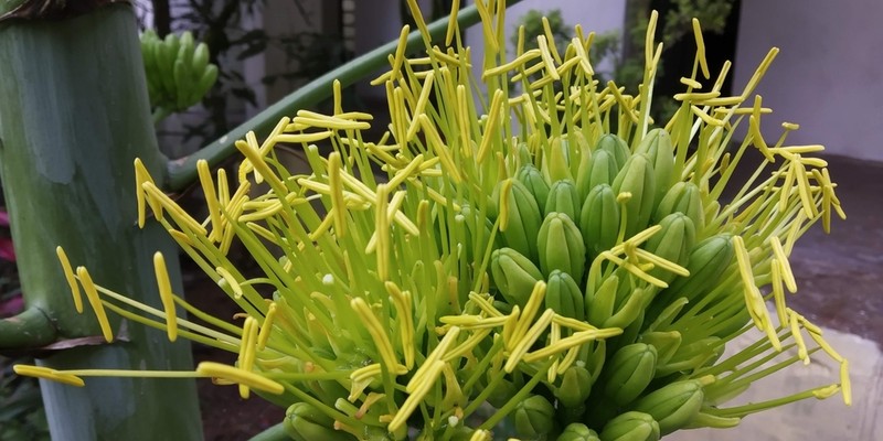 Dwarf Century Plant photo 7