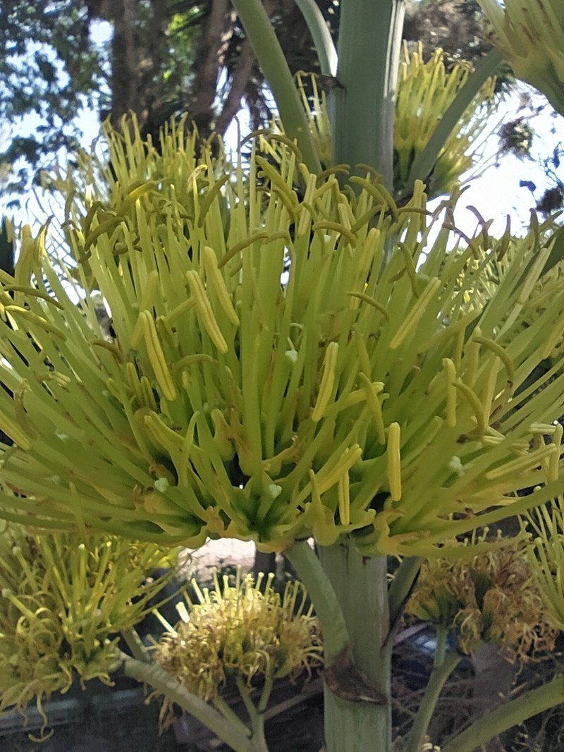 Dwarf Century Plant photo 8