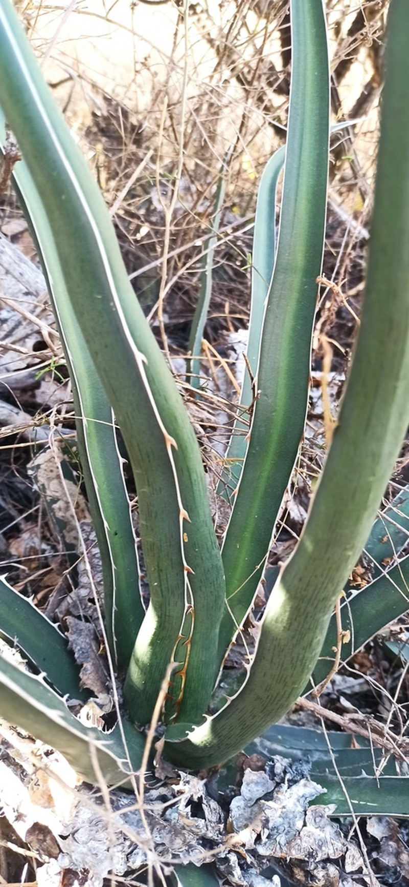 Agave difformis photo 2