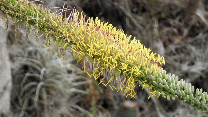 Agave difformis photo 3