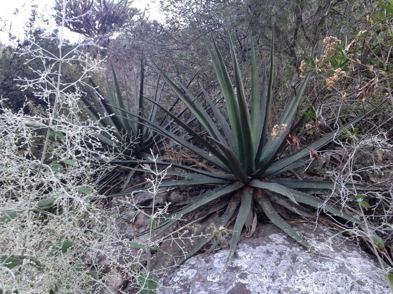 Agave difformis photo 4