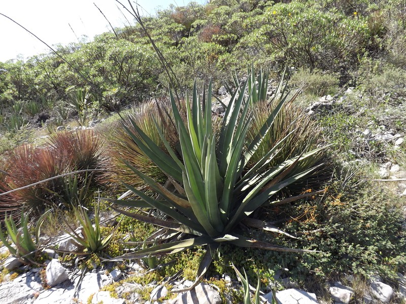Agave difformis photo 5