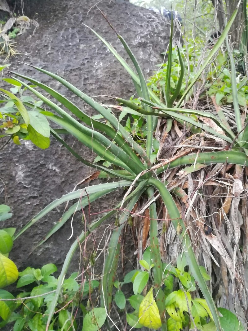 Agave difformis photo 6