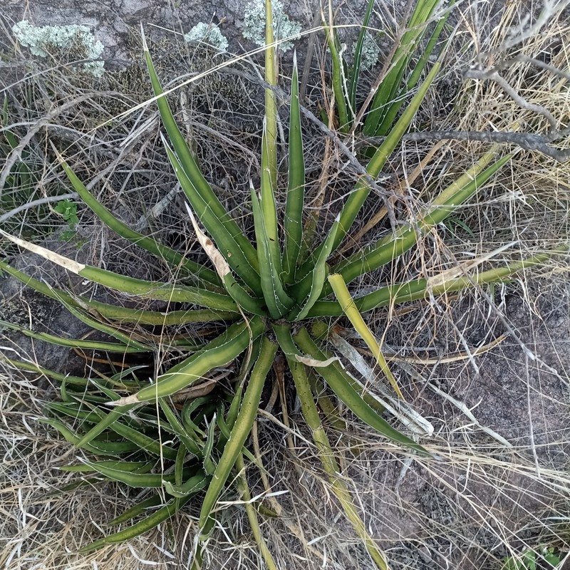 Agave difformis photo 7