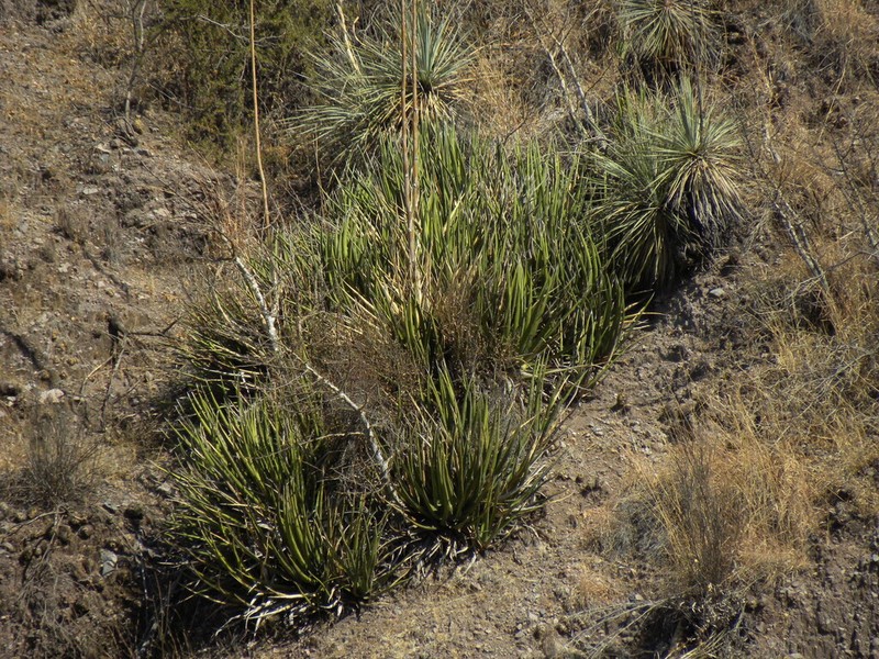Agave difformis photo 8