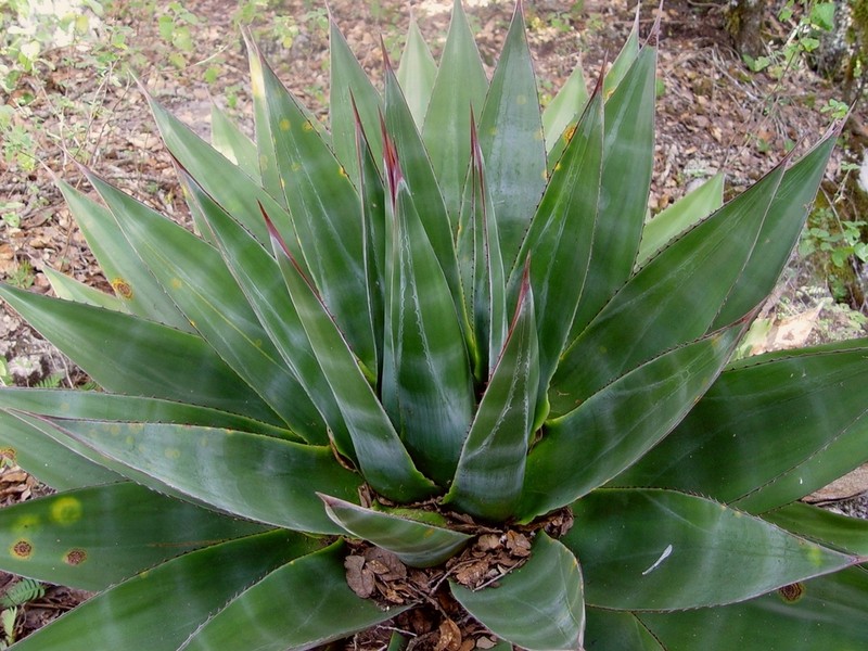 Agave doctorensis photo 2
