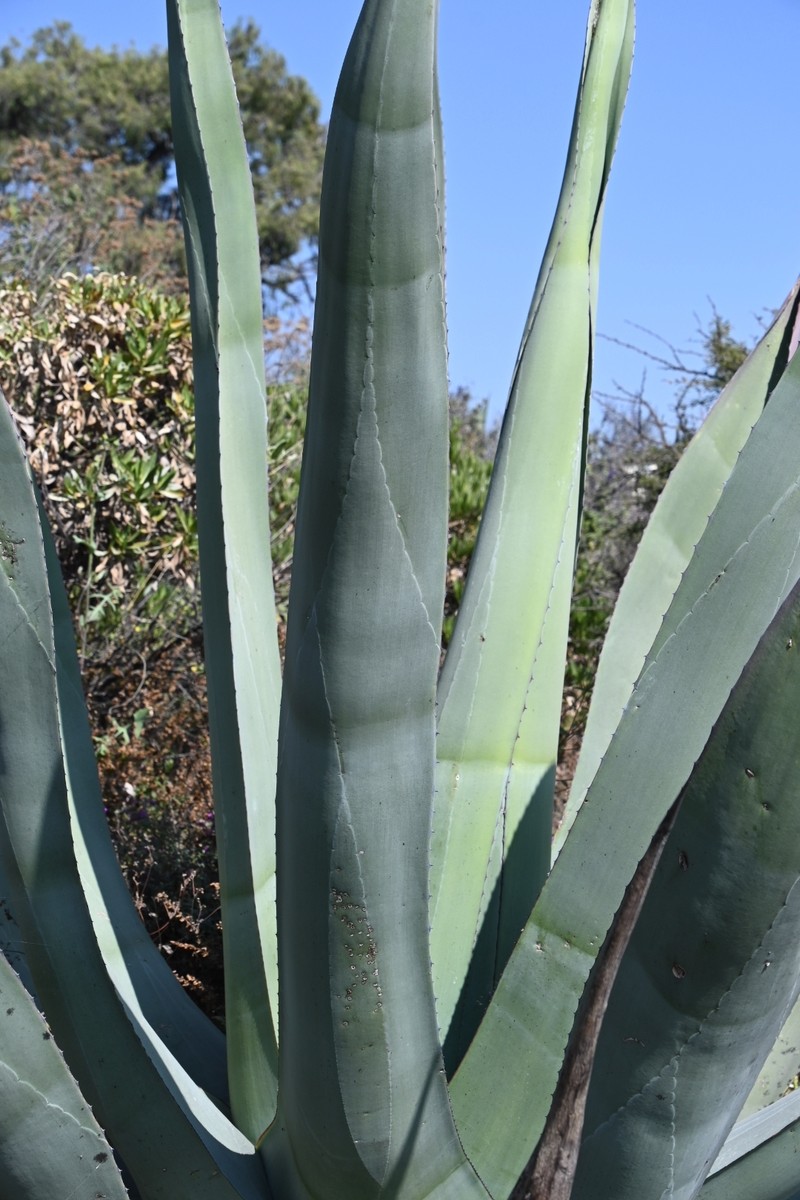 Agave doctorensis photo 3