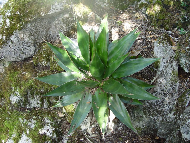 Agave doctorensis photo 4