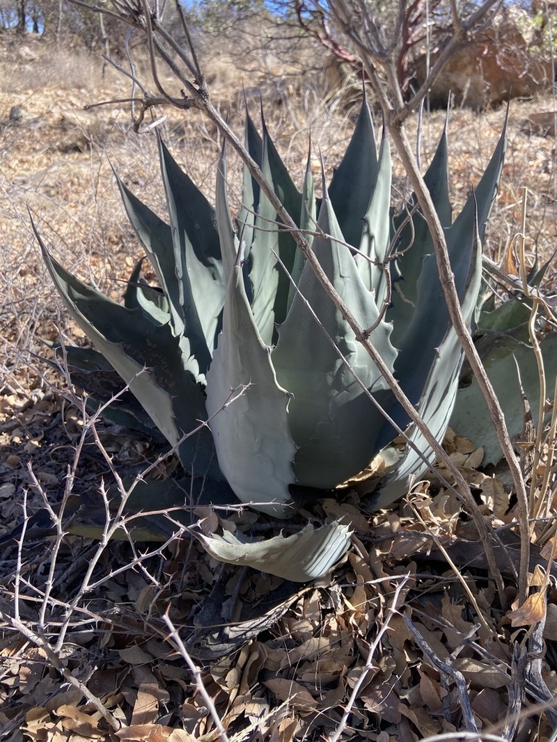 Agave durangensis photo 2