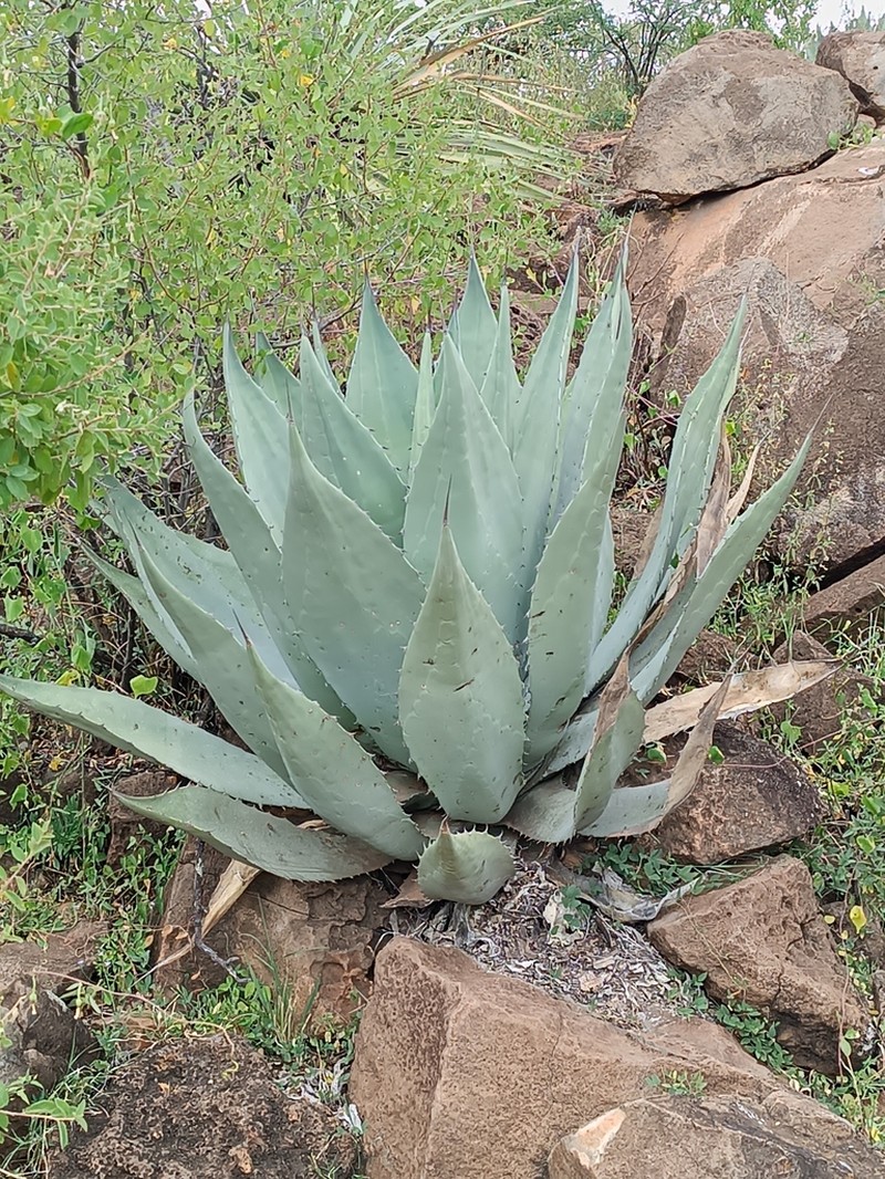 Agave durangensis photo 3