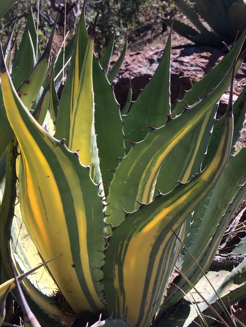 Agave durangensis photo 4