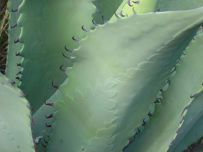 Agave durangensis photo 5