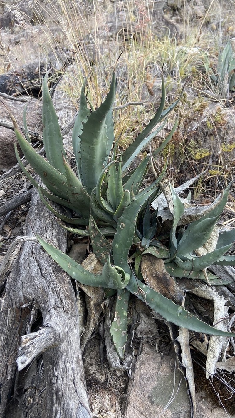 Agave durangensis photo 6