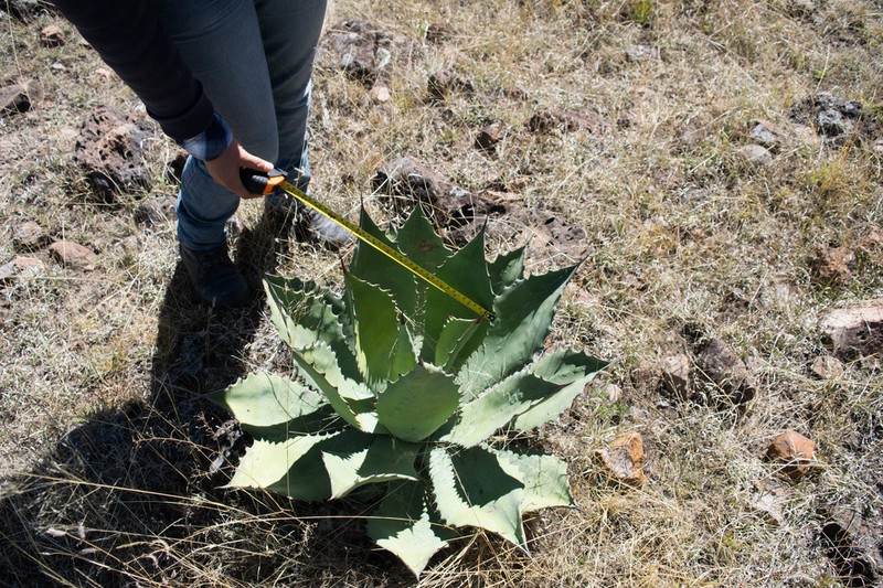 Agave durangensis photo 8