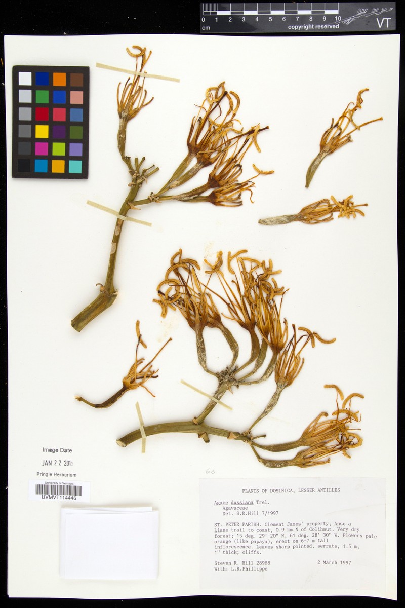 Agave dussiana photo 2