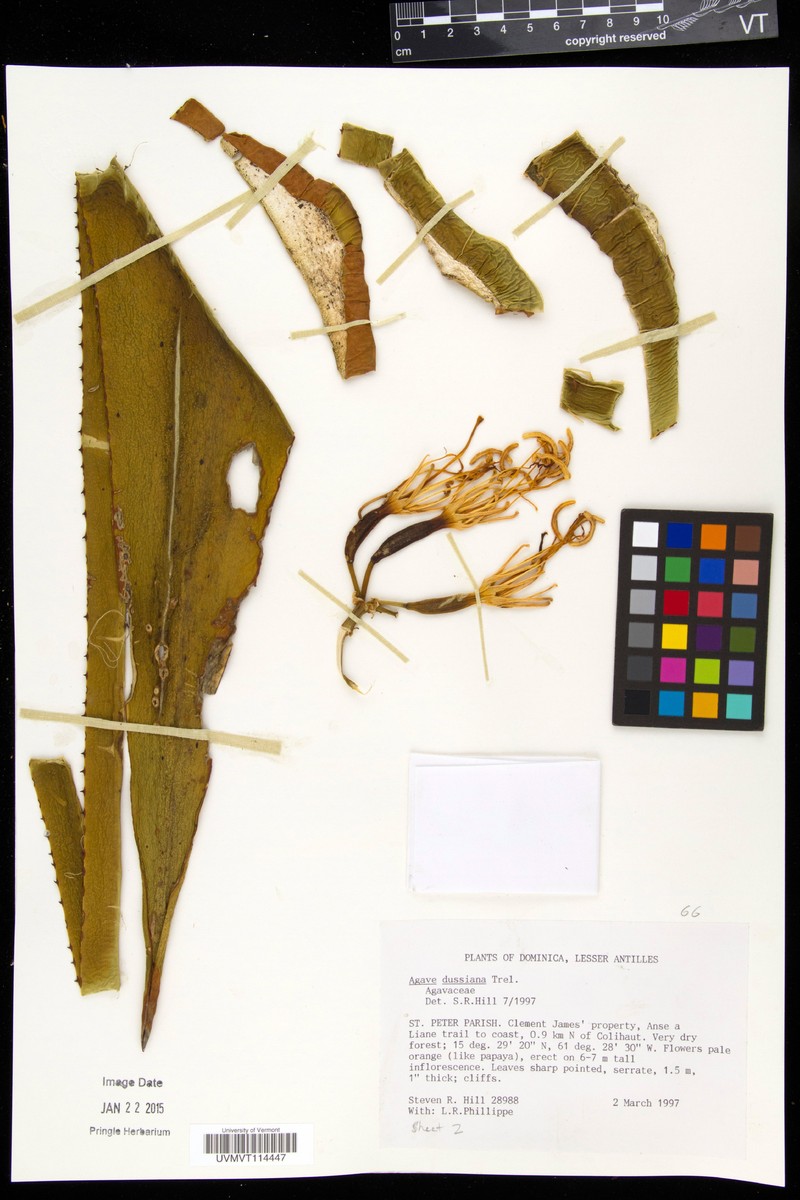 Agave dussiana photo 3