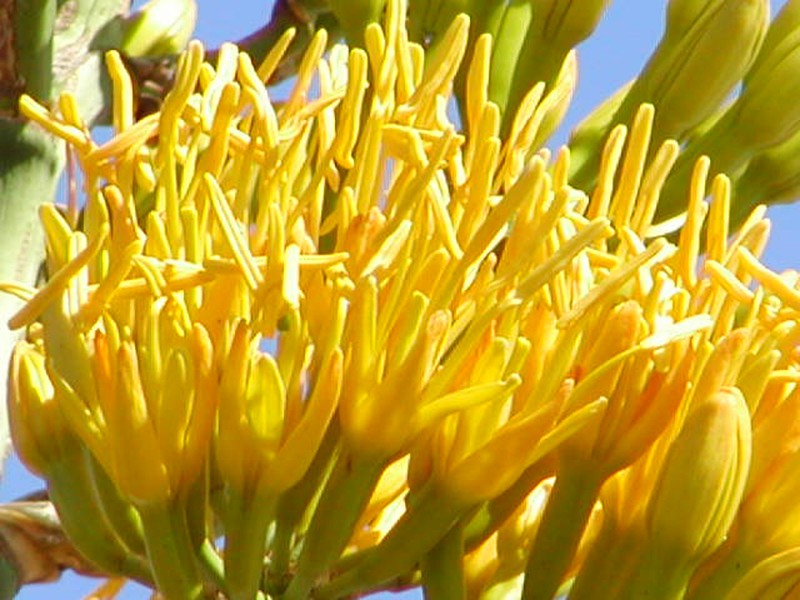 Eggers' Century Plant photo 2