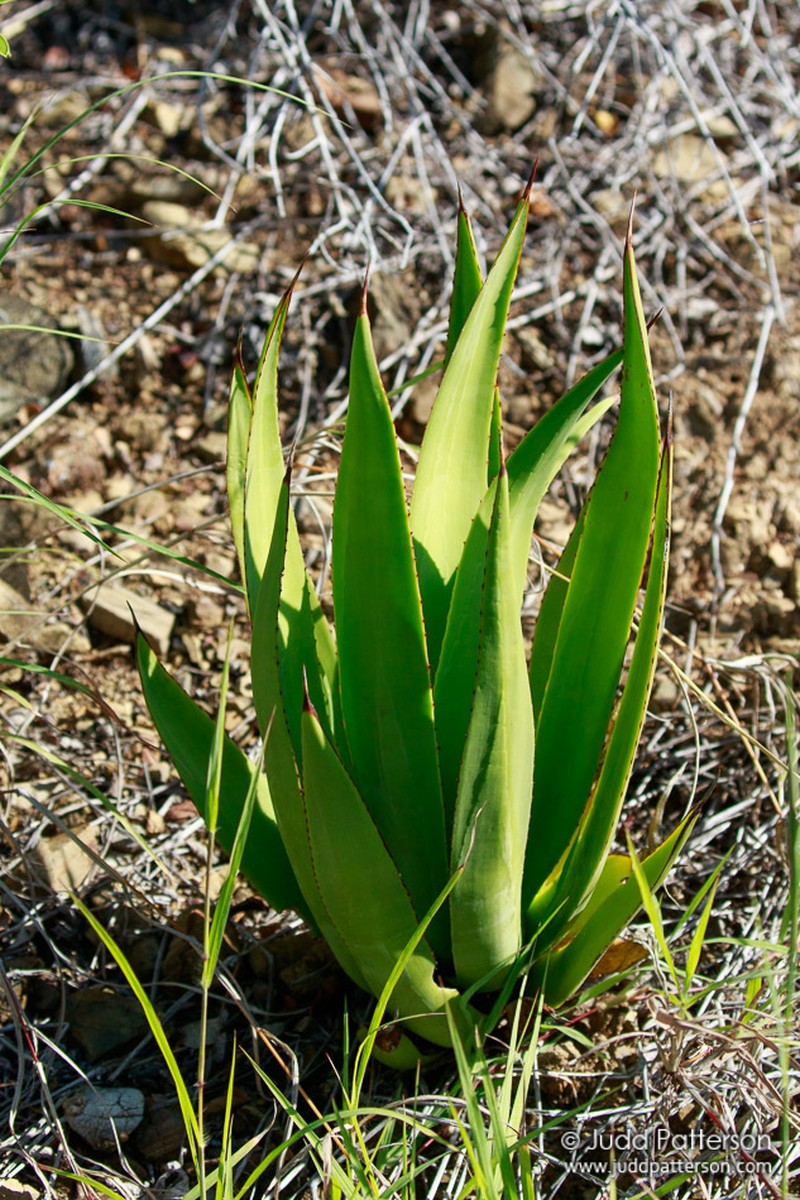 Eggers' Century Plant photo 3
