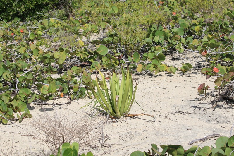 Eggers' Century Plant photo 4