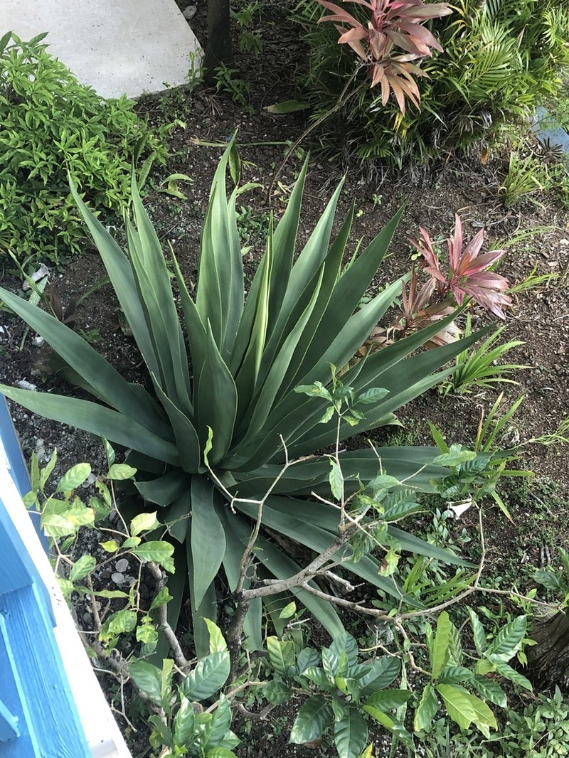 Eggers' Century Plant photo 5