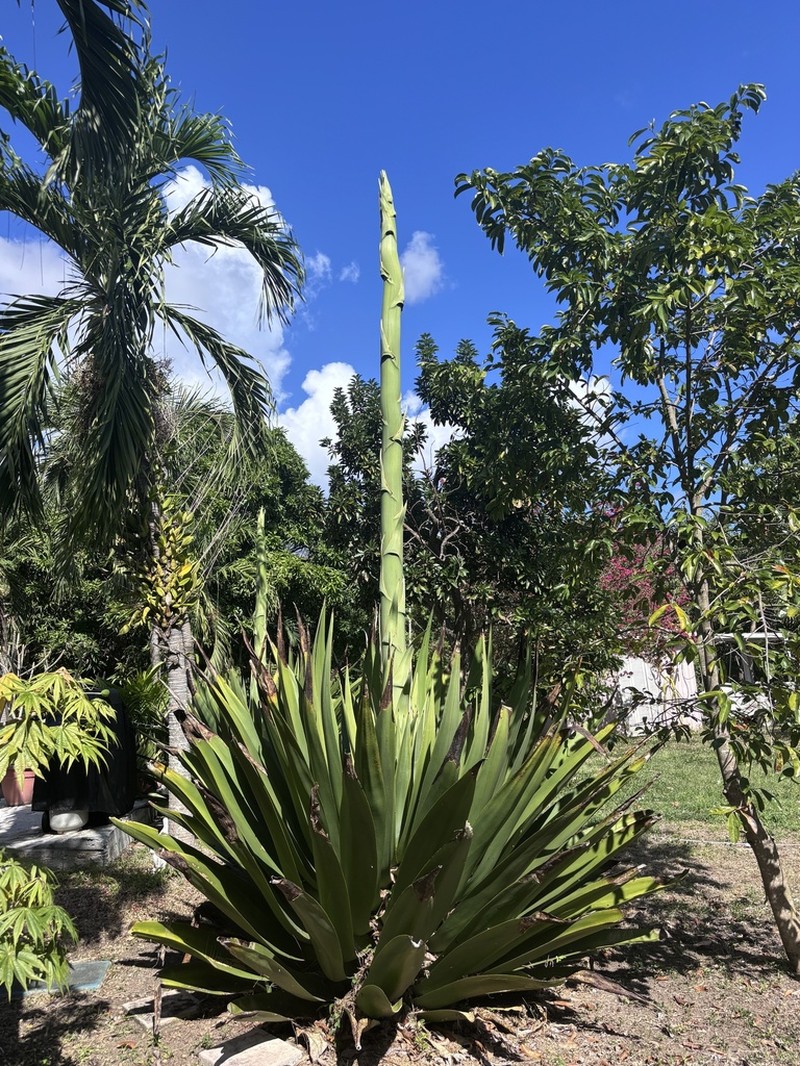 Eggers' Century Plant photo 6