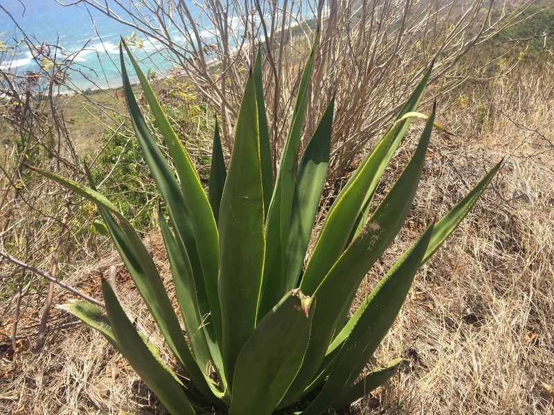 Eggers' Century Plant photo 7