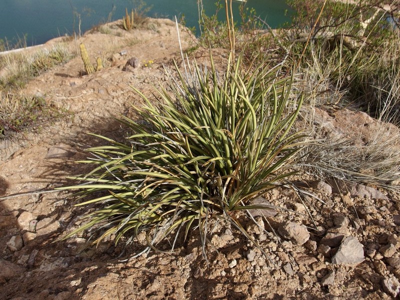Agave felgeri