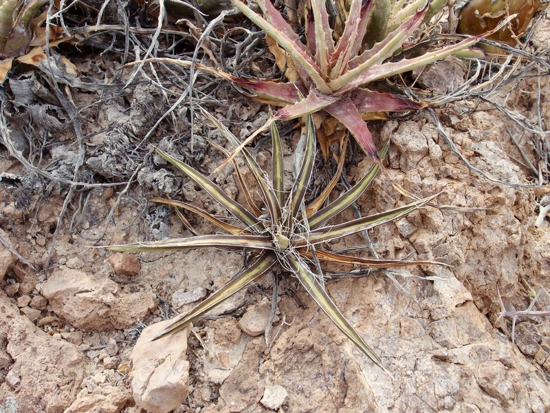 Agave felgeri photo 2