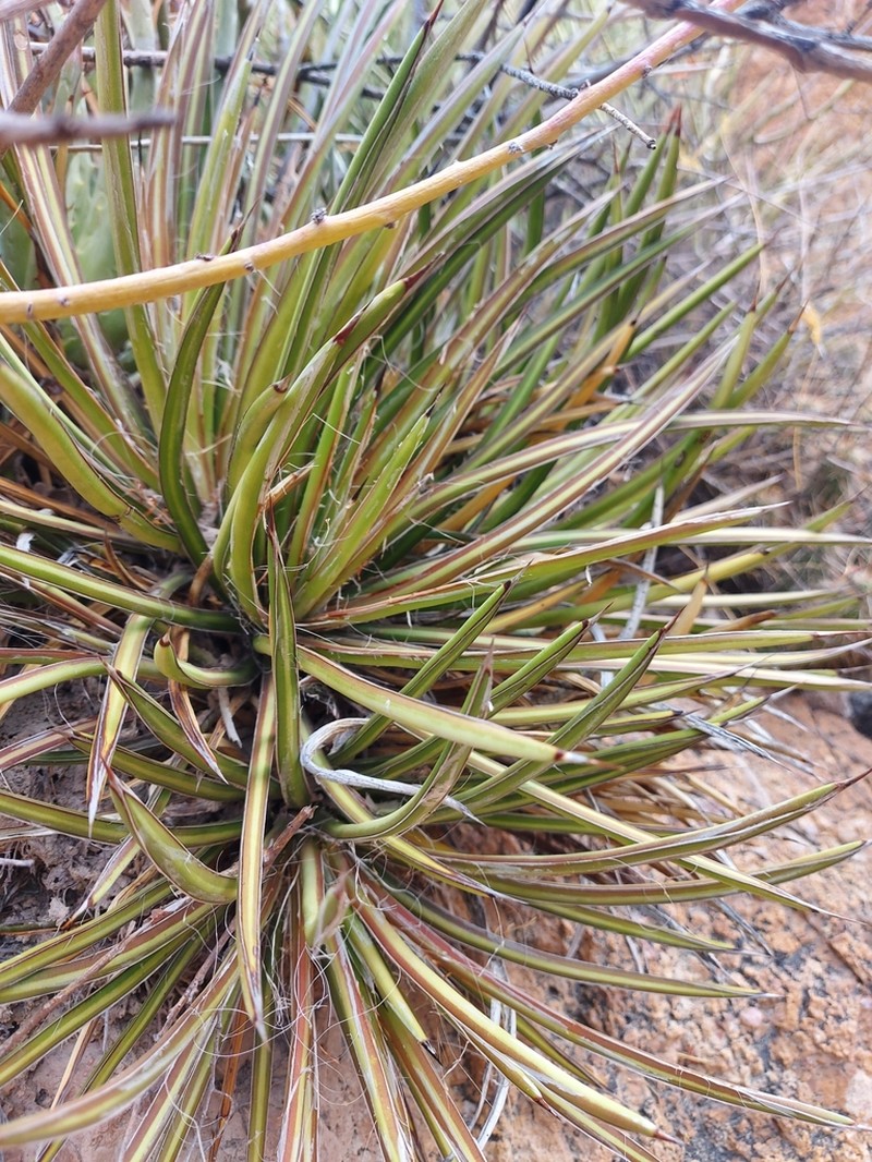Agave felgeri photo 3