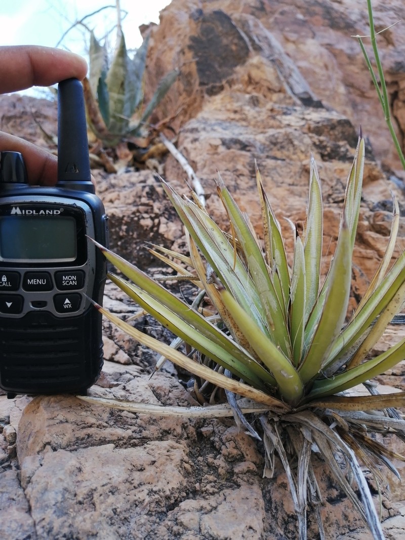 Agave felgeri photo 4