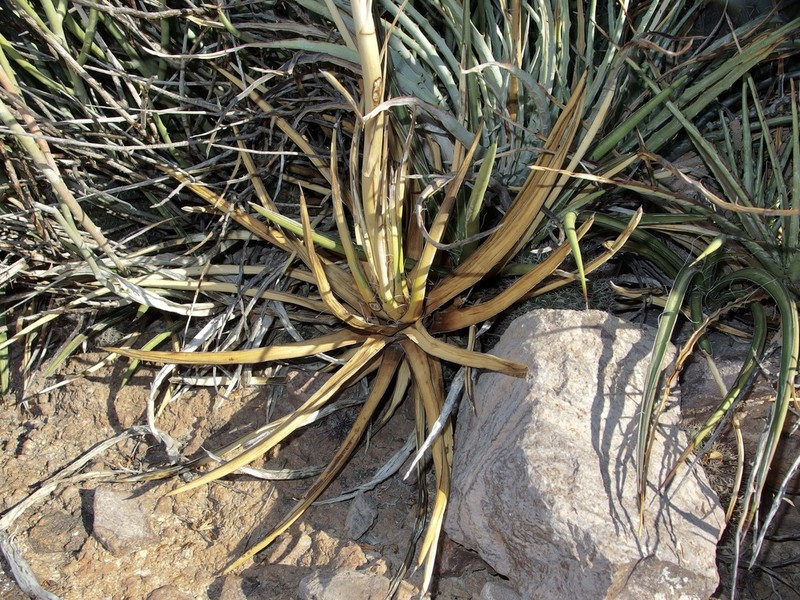 Agave felgeri photo 5