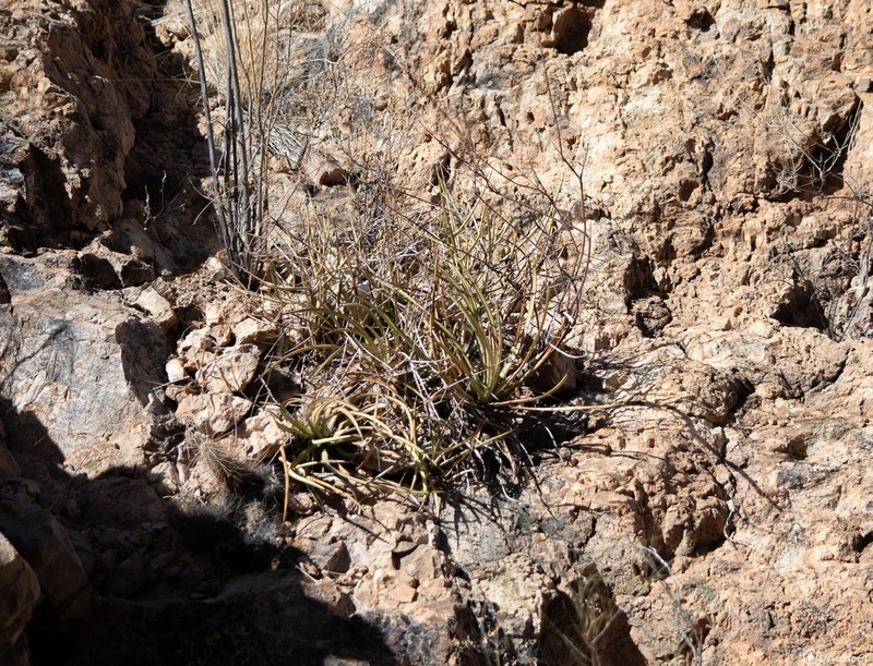 Agave felgeri photo 7