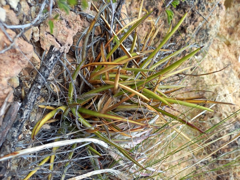 Agave felgeri photo 8