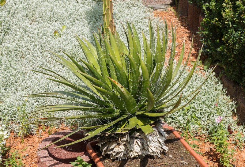 Agave filifera photo 2